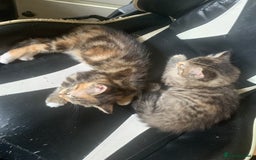 Mixed Breed cats for sale: Two gorgeous kittens for sale. - Image 3