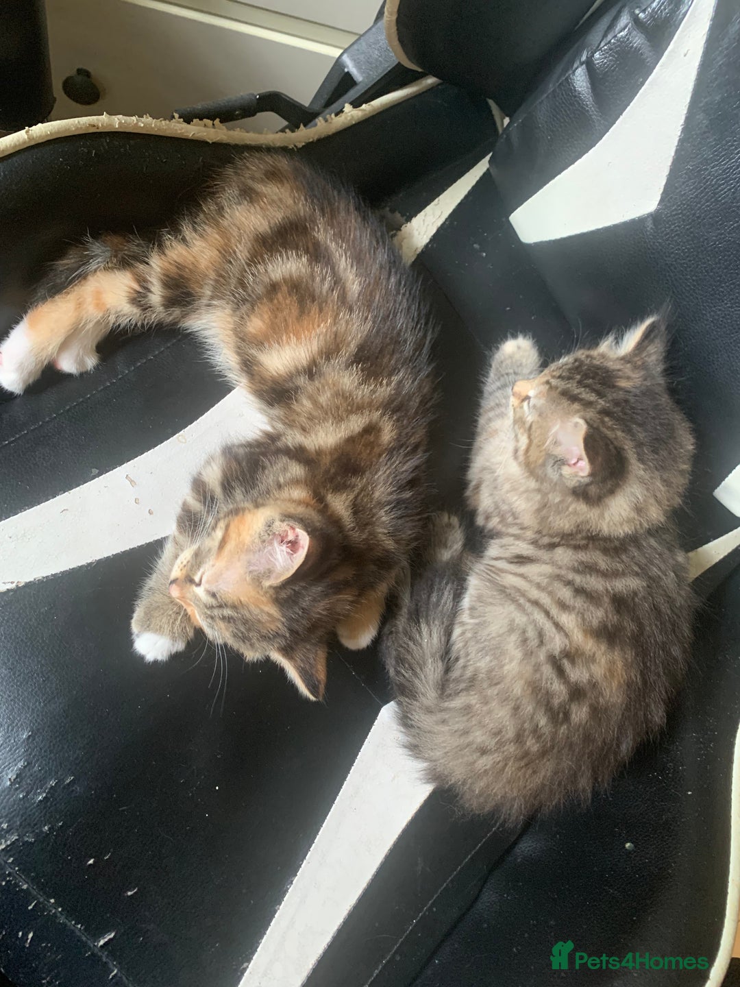 Mixed Breed cats for sale: Two gorgeous kittens for sale. - Image 3