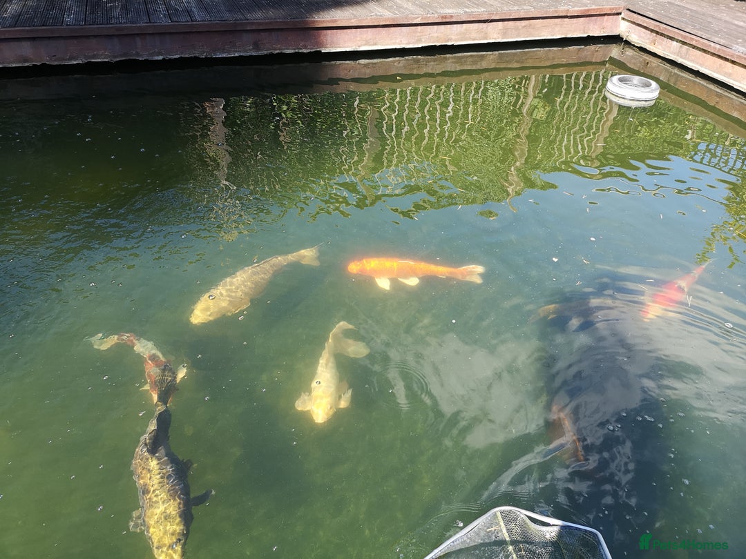 Koi Carp fish for sale: Koi Carp  - Image 6