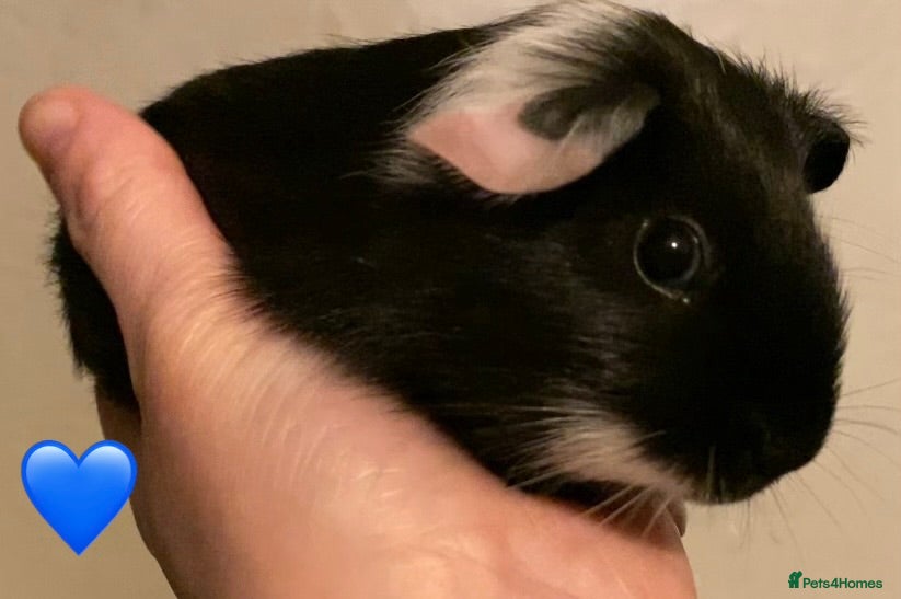 Guinea Pig rodents Gorgeous guinea pigs - Advert 2