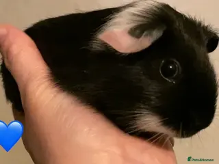 Guinea Pig rodents Gorgeous guinea pigs - Advert 2