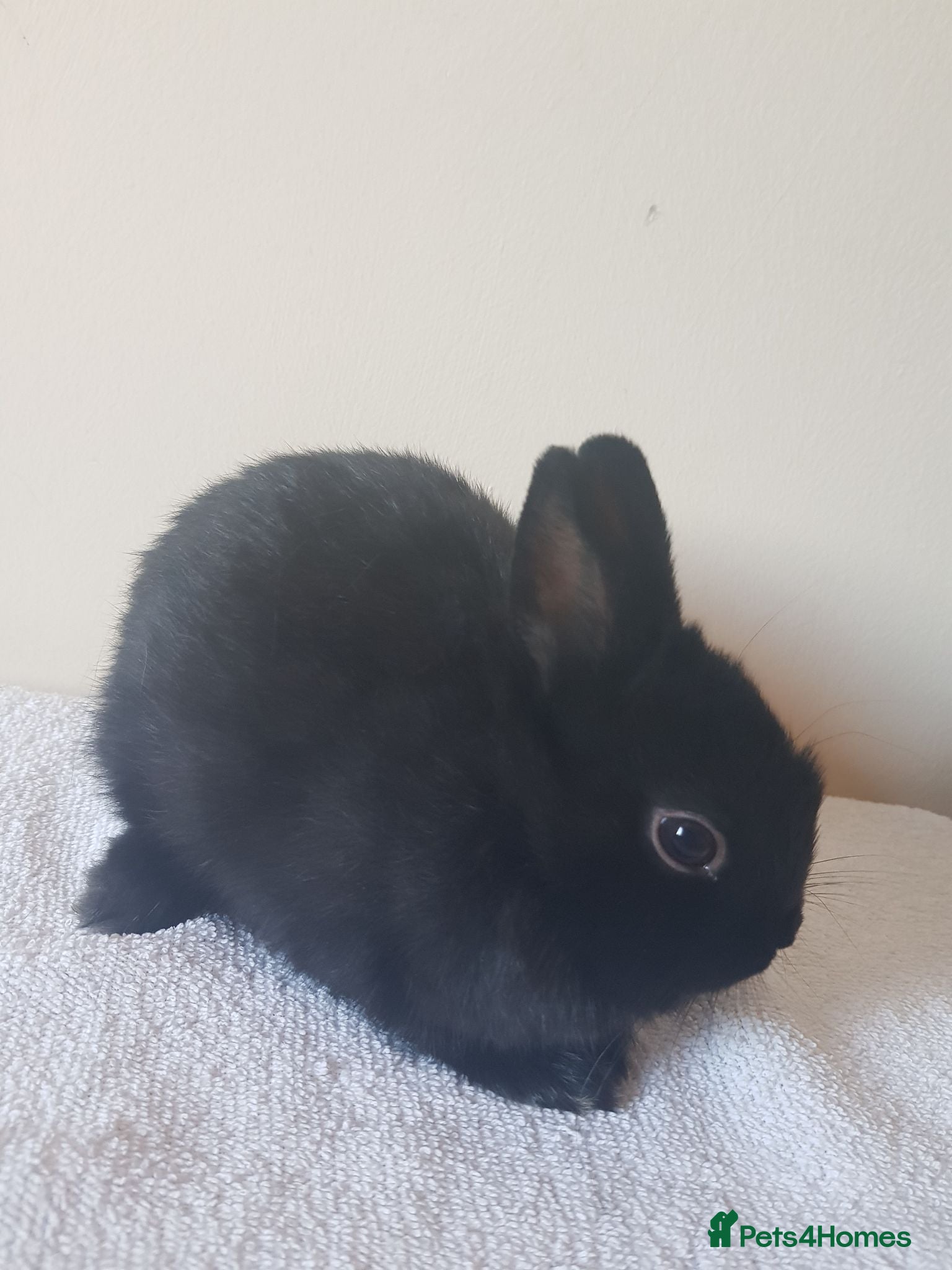 Netherland Dwarf rabbits Baby Netherland Dwarfs - Advert 13