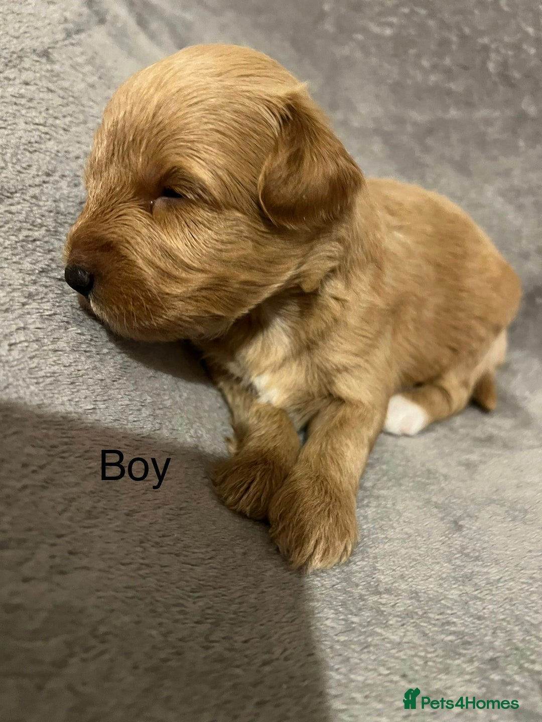 Schnoodle dogs for sale: Gorgeous American Toy Schnoodle Puppies For Sale - Advert 4