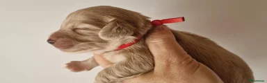 Miniature Dachshund Puppy 4