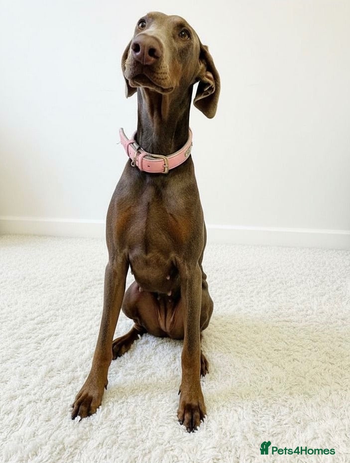 Dobermann dogs Doberman  - Advert 10