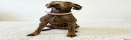 Dobermann dogs for sale: Doberman  - Advert 1
