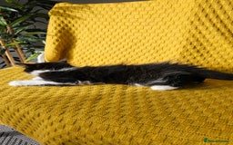 Mixed Breed cats for sale: 2 outstanding beauty girls  - Image 15