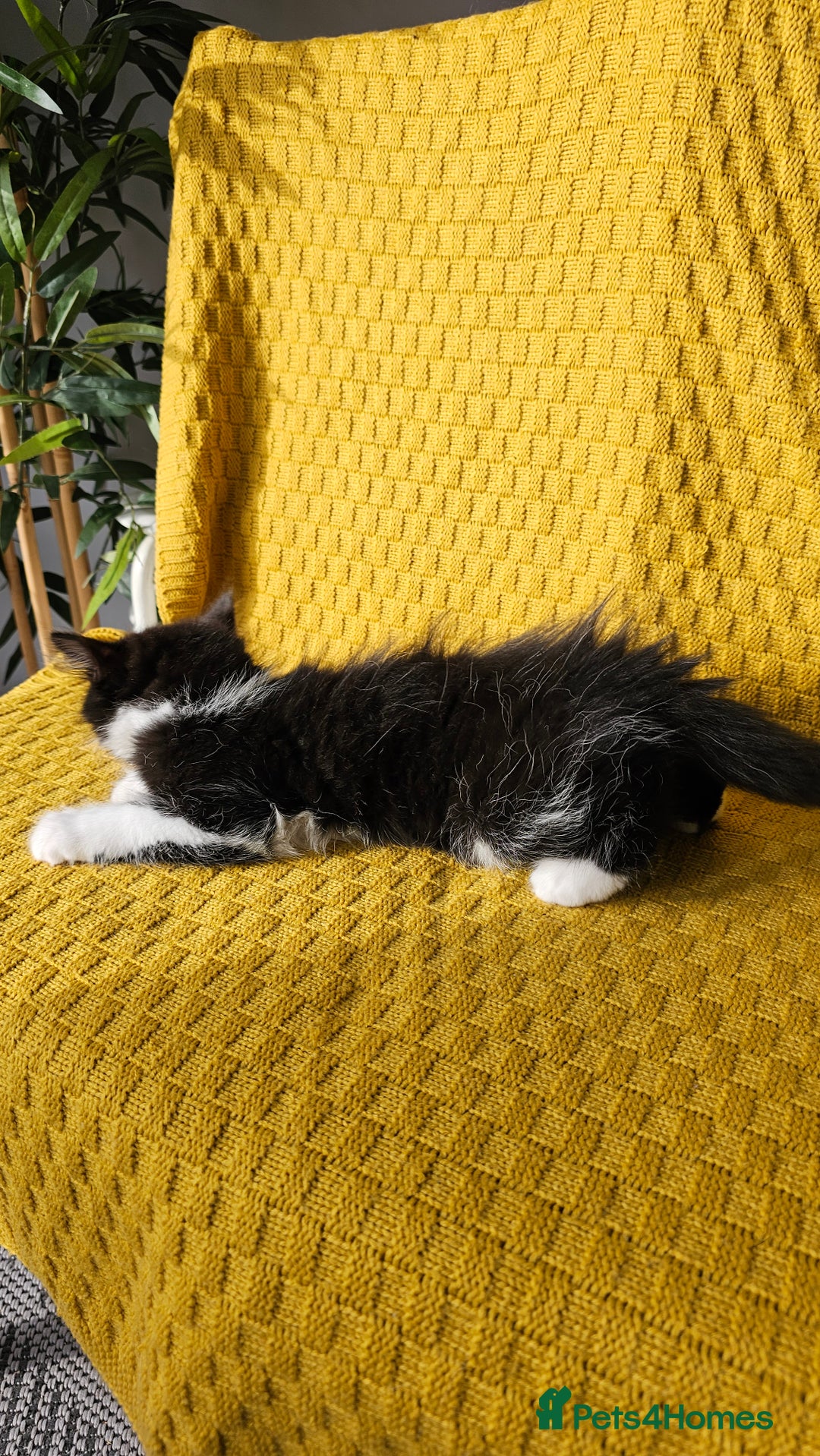 Mixed Breed cats for sale: 2 outstanding beauty girls  - Image 15