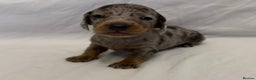 Miniature Dachshund dogs for sale: Miniature Dachshunds Available - Advert 12