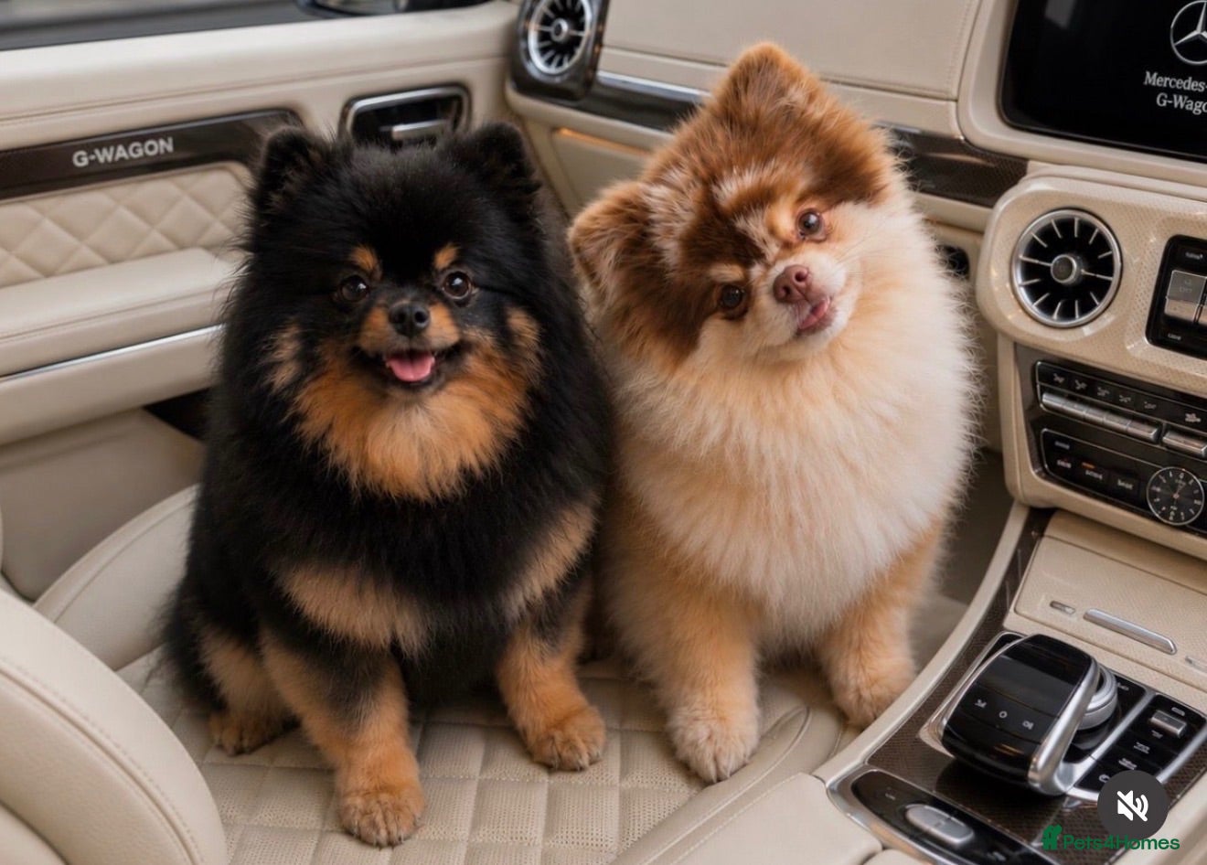 Pomeranian dogs 🧸 Quality looking teddy faced Pomeranians 🐶🫶🏼 - Advert 1