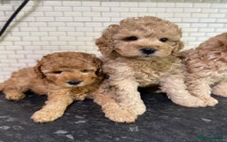 Toy Poodle dogs for sale: Toy Poodle Pups 5 🌟 Council License  - Image 2