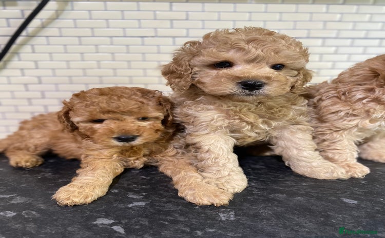 Toy Poodle dogs - Advert 15