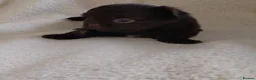 Chihuahua dogs for sale: Beautiful Long Haired Chihuahua Puppies - Advert 13