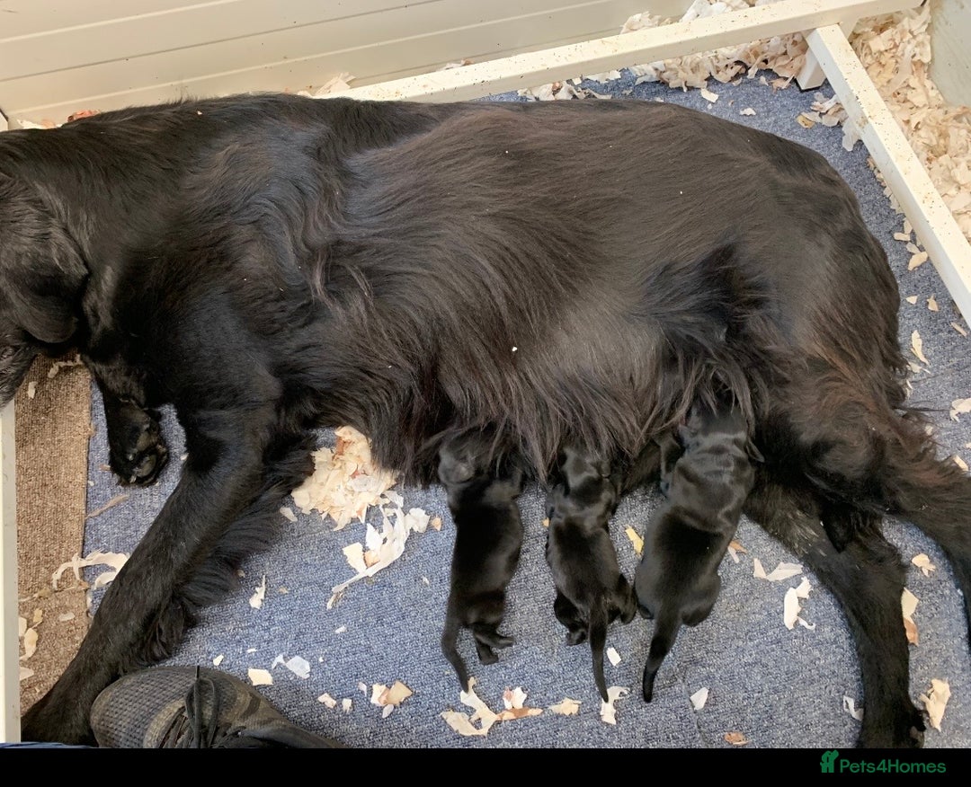 Flat coated Retriever dogs for sale: Male black Flatcoat Retriever puppy for sale  - Advert 4