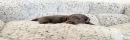 Miniature Dachshund dogs for sale: KC short haired and long haired puppies  - Advert 18