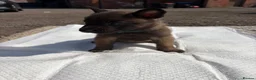 Belgian Shepherd Dog dogs for sale: Mali puppies  in Bishop Auckland - Advert 29