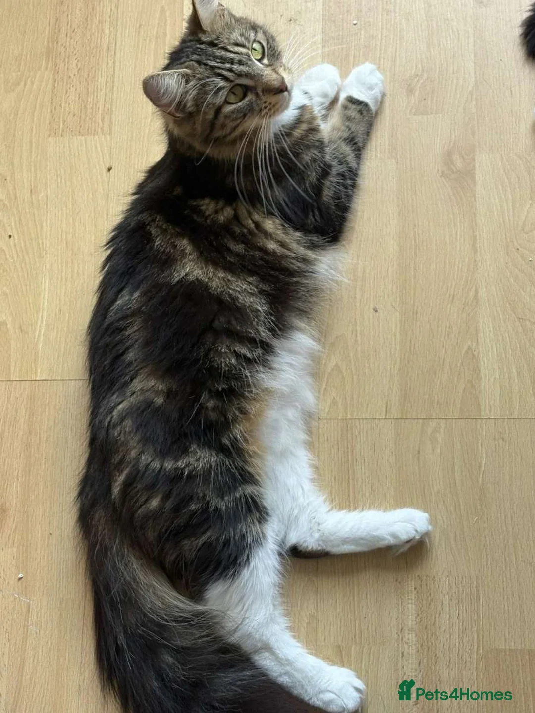 Mixed Breed cats for sale: Kittens in Alfreton - Advert 6