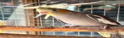 Cockatiels birds for sale: Lovely baby cockatiel  - Advert 7