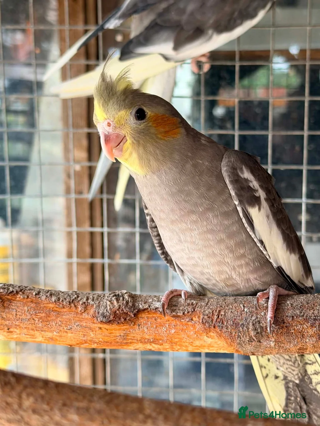 Cockatiels birds for sale: Lovely baby cockatiel  - Advert 7