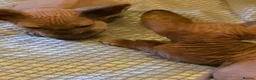 Sphynx cats for sale: Sphynx kittens 2 girls 1 boy - Advert 3