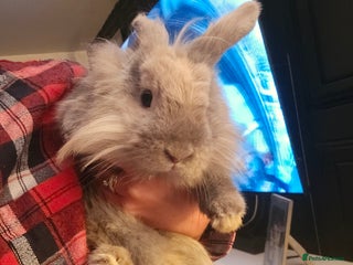 Mini Lion Lop rabbits Female mini lion lop - Advert 1