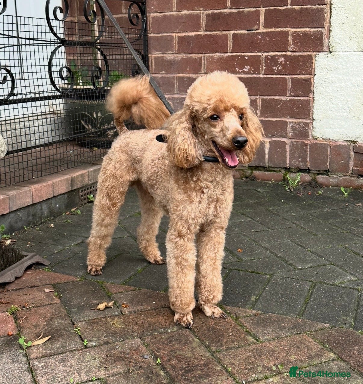 Toy Poodle dogs KC Reg, H/T Proven Red Toy Poodle - Advert 2