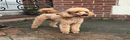 Toy Poodle dogs for sale: KC Reg, H/T Proven Red Toy Poodle - Advert 1