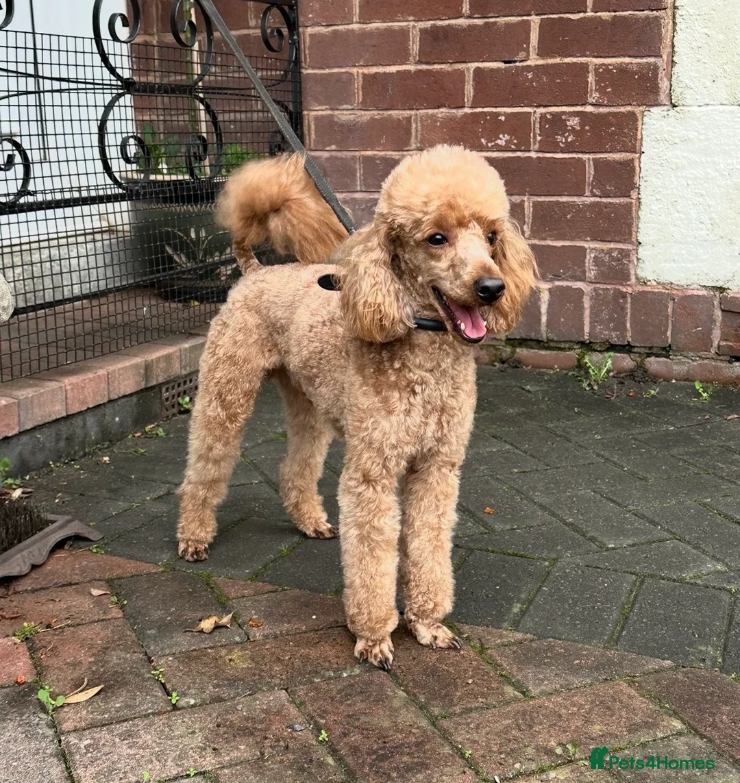 Toy Poodle dogs for sale: KC Reg, H/T Proven Red Toy Poodle - Advert 1