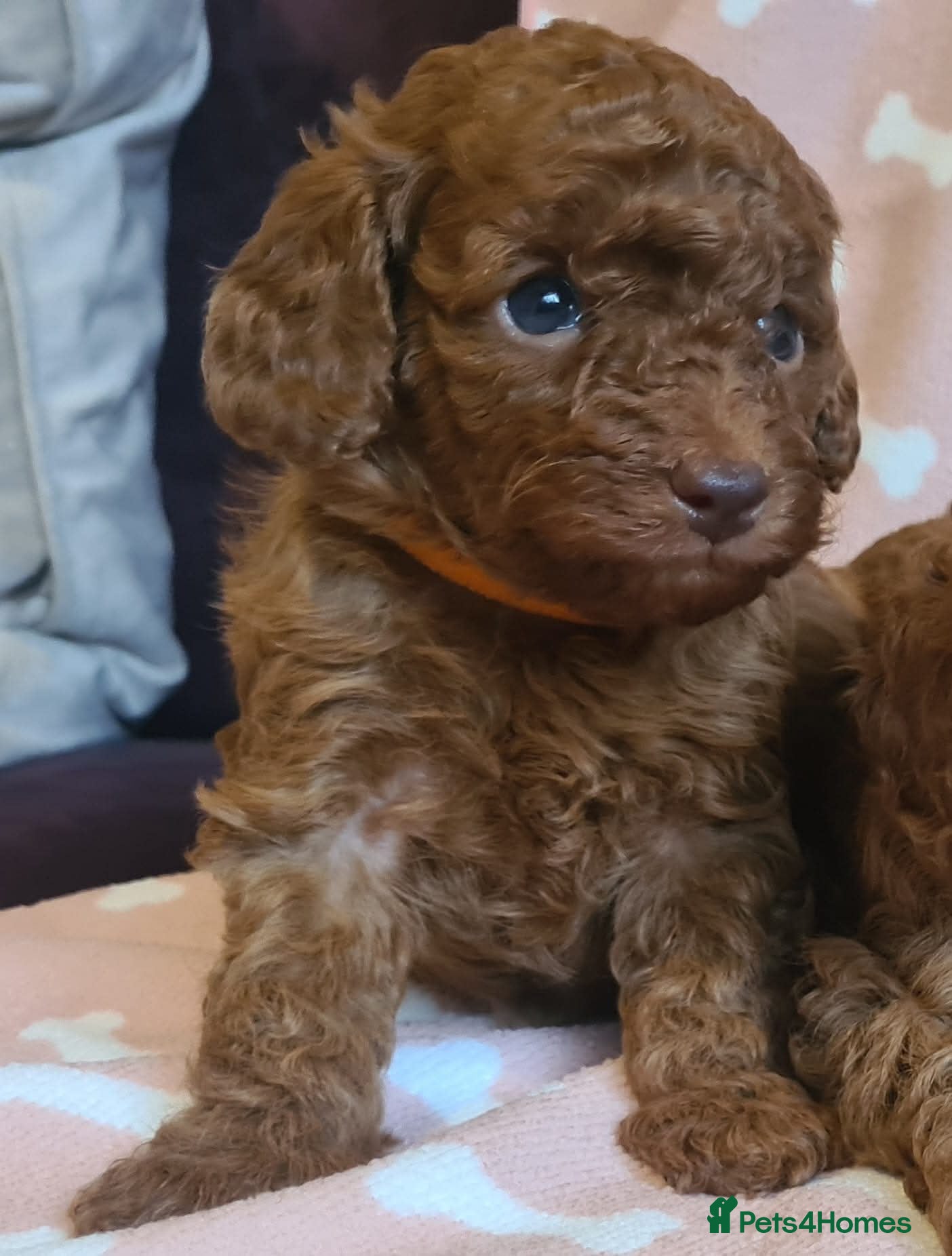 Toy Poodle dogs  Deep red tiny toy poodle pups in under 2 weeks   - Advert 4