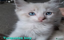 Ragdoll cats for sale: GCCF Gorgeous Pure Pedigree Ragdoll Kittens - Image 15