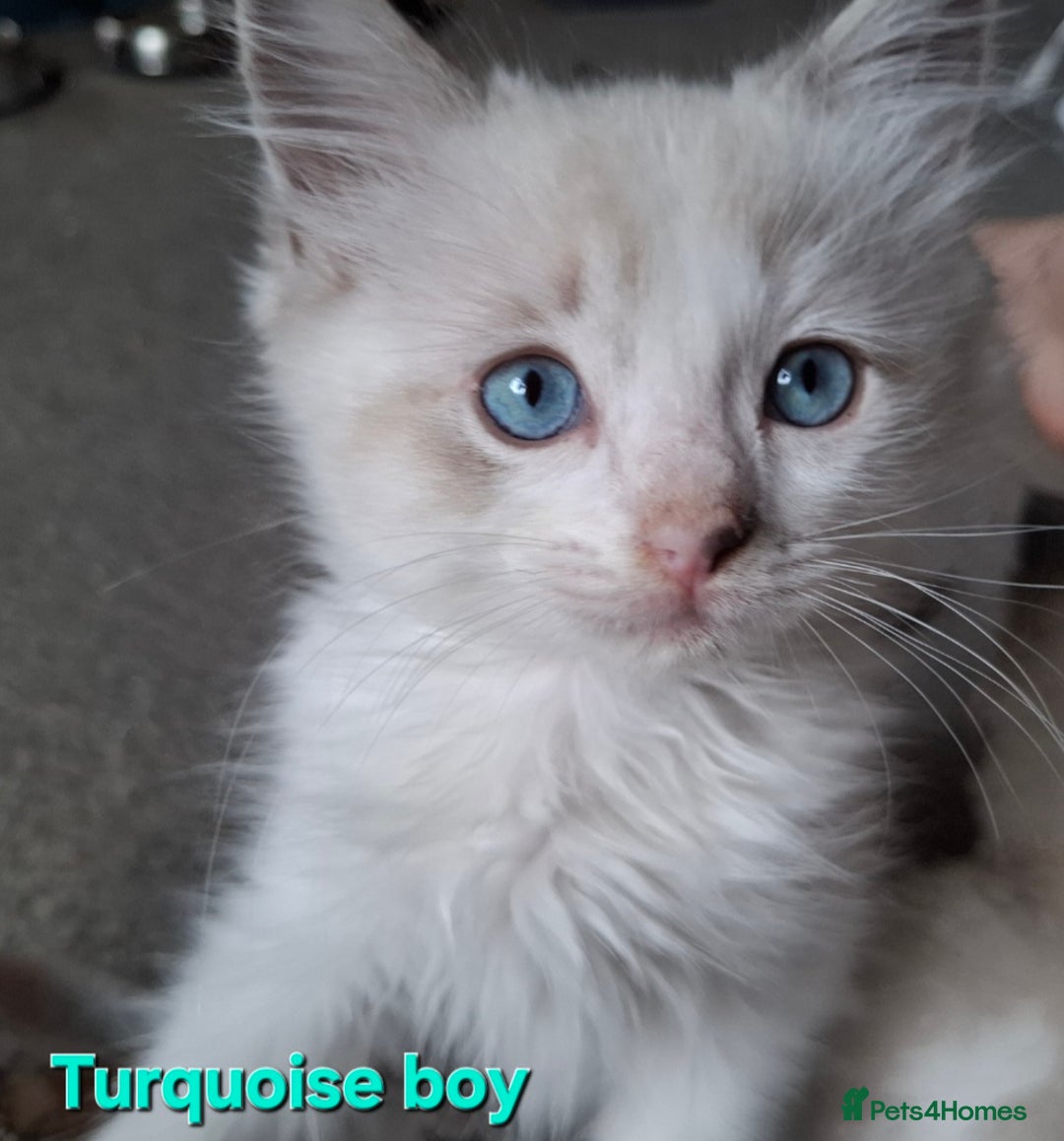 Ragdoll cats for sale: GCCF Gorgeous Pure Pedigree Ragdoll Kittens - Image 15