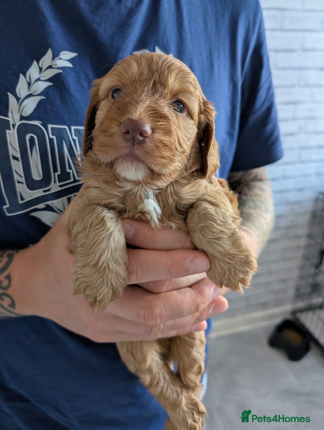Cockapoo dogs for sale: Cockerpoo pups for sale in Witham - Image 2