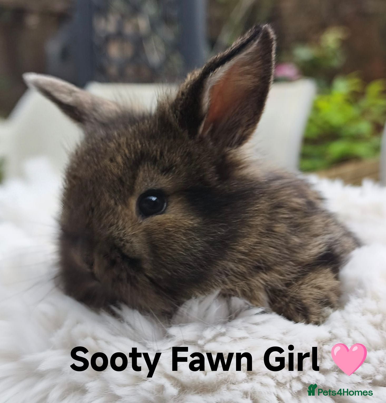Mini Lop rabbits Last 2 Ready Now  💙💖 - Advert 2