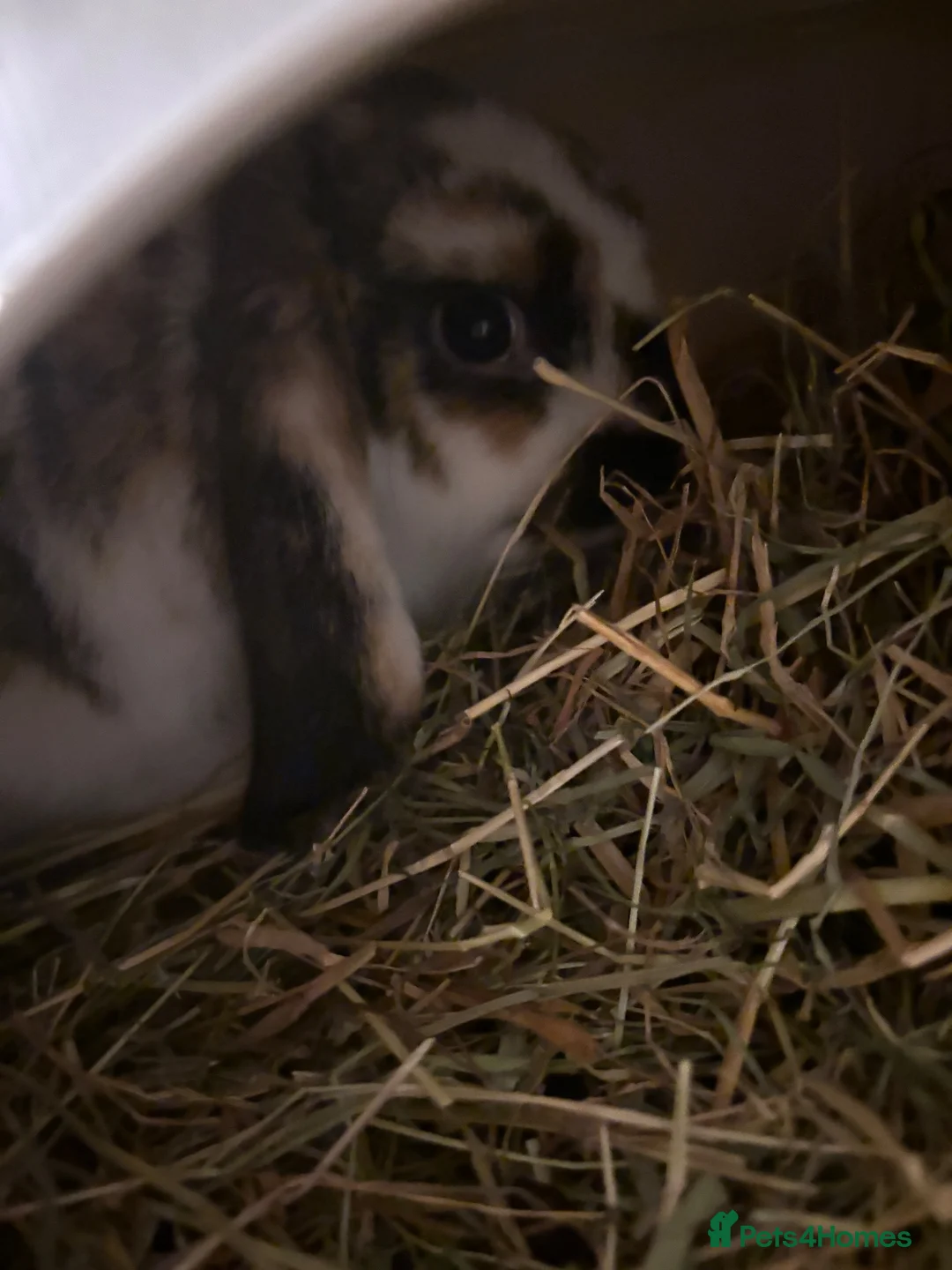 Mini Lop rabbits for sale: baby mini lop mix boy  in Bexhill-on-Sea - Advert 6