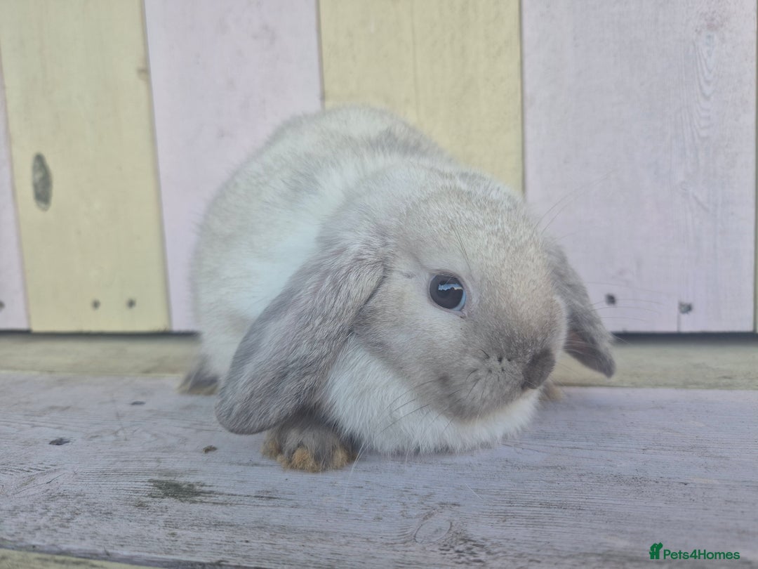 Mini Lop rabbits for sale: 💙 Beautiful and friendly mini lop boys 💙 - Advert 20