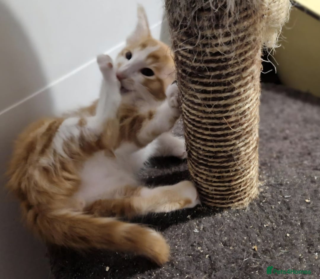 Balinese cats for sale: Stunning longhair Red and White bicolour boy - Advert 11