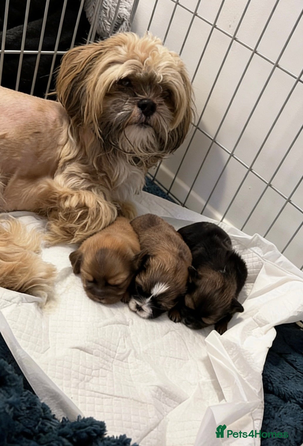 Shih Tzu dogs 3 beautiful Shih Tzu puppies looking for a home - Advert 1