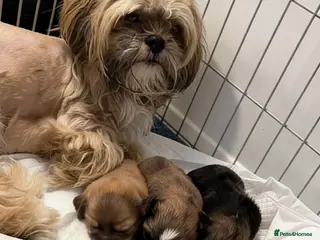 Shih Tzu dogs 3 beautiful Shih Tzu puppies looking for a home - Advert 6