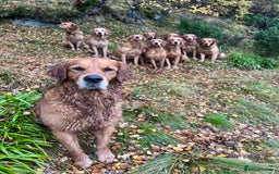 Golden Retriever dogs for sale: Tundra Retrievers KC Reg working Golden Retrievers - Image 6