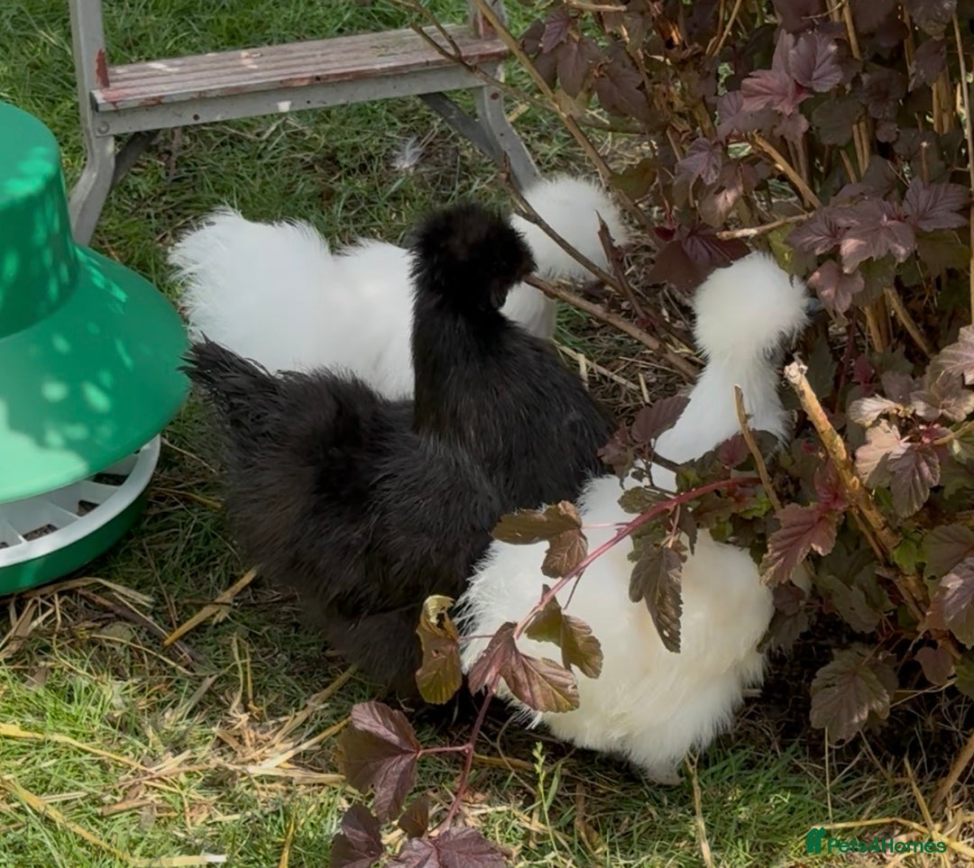 Chickens poultry for sale: ⭐️Silkie chicks and hatching eggs⭐️ - Advert 7