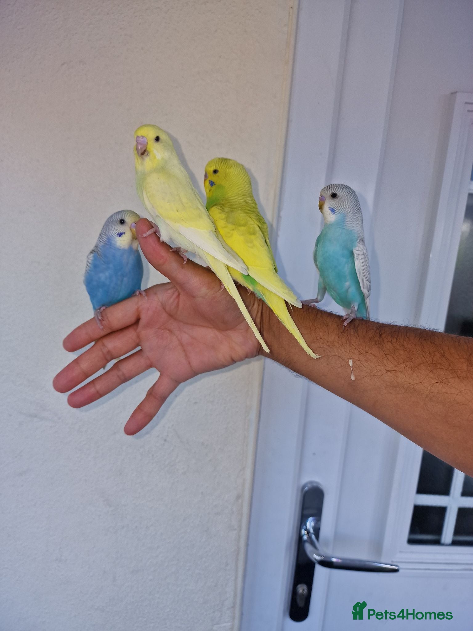 Budgerigars birds Super Hand Tamed Baby Budgies for sale. - Advert 7