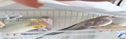 Cockatiels birds for sale: Pair of cockatiels  in Hartlepool - Advert 6