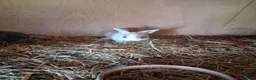 Mini Lop rabbits for sale: Beautiful min lop bunnies  - Advert 7