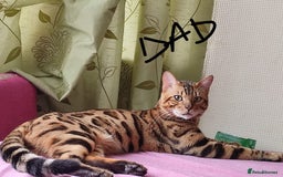 Mixed Breed cats for sale: Adorable kitten bsh mixed Bengal  - Image 7