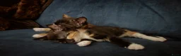 Mixed Breed cats for sale: 2 sweet girls  - Advert 8