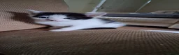 British Shorthair cats for sale: Cheeky kittens  - Advert 2