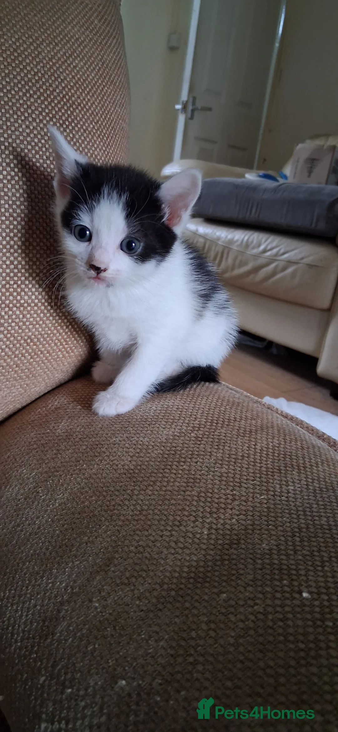 British Shorthair cats for sale: Cheeky kittens  - Advert 2