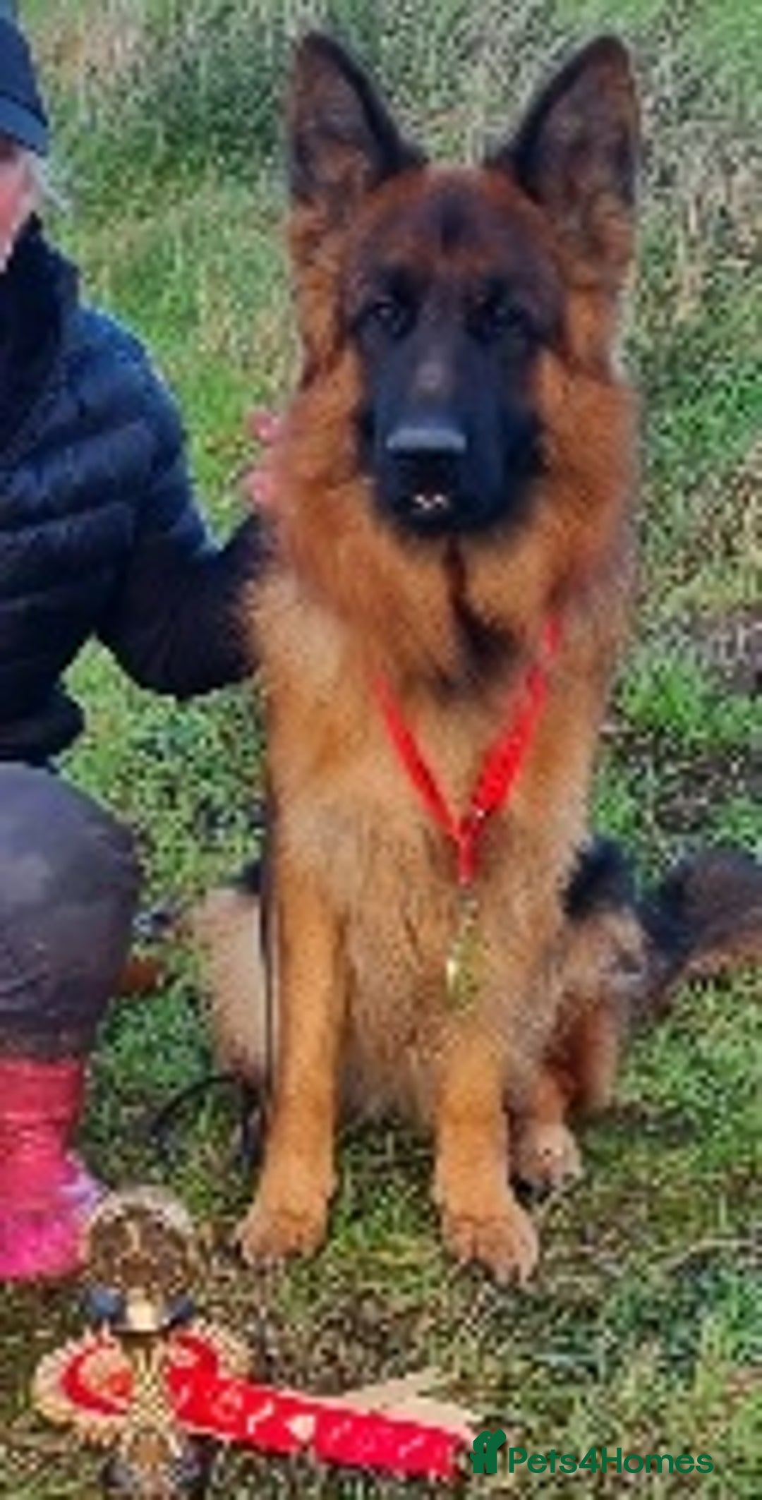 German Shepherd dogs for sale: Superb Long Coat Male for sale  - Advert 2