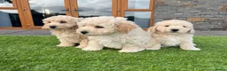Poochon dogs for sale: Poochon Puppies - Advert 17