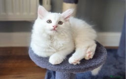 Mixed Breed cats for sale: Cute kittens - Image 10